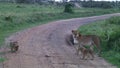 Lion cubs in the Serengeti