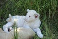 Lion Cubs Royalty Free Stock Photo