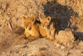 Lion cubs in sun light. Royalty Free Stock Photo