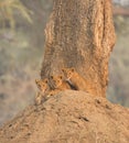 Lion cubs on termite mound