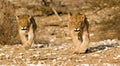 Lion cubs on their round Royalty Free Stock Photo