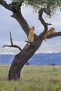 Lion cubs in the tree, in Serengeti, Tanzania Royalty Free Stock Photo