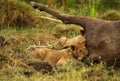 Lion cubs trying to bite the carcass Royalty Free Stock Photo