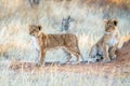 Lion cubs, Etosha national park, Namibia Royalty Free Stock Photo