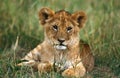 LION D`AFRIQUE panthera leo Royalty Free Stock Photo