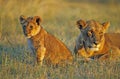 LION D`AFRIQUE panthera leo Royalty Free Stock Photo