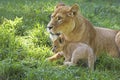 LION D`AFRIQUE panthera leo Royalty Free Stock Photo