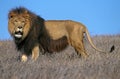 LION D`AFRIQUE panthera leo Royalty Free Stock Photo