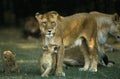 LION D`AFRIQUE panthera leo Royalty Free Stock Photo