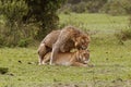 LION D`AFRIQUE panthera leo Royalty Free Stock Photo