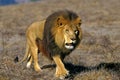 African Lion, panthera leo, Male walking through Savannah Royalty Free Stock Photo