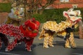 Lion Dancing Chinese New Year Celebrations in Blackburn England Royalty Free Stock Photo