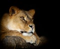 Lion on dark Royalty Free Stock Photo