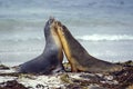 LION DE MER AUSTRALIEN neophoca cinerea Royalty Free Stock Photo