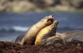 LION DE MER AUSTRALIEN neophoca cinerea Royalty Free Stock Photo