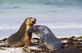 LION DE MER AUSTRALIEN neophoca cinerea Royalty Free Stock Photo