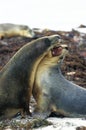 LION DE MER AUSTRALIEN neophoca cinerea Royalty Free Stock Photo