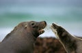 LION DE MER AUSTRALIEN neophoca cinerea Royalty Free Stock Photo