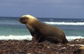 LION DE MER AUSTRALIEN neophoca cinerea Royalty Free Stock Photo