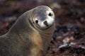 LION DE MER AUSTRALIEN neophoca cinerea Royalty Free Stock Photo