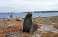 LION DE MER DES GALAPAGOS zalophus californianus wollebacki