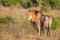 Lion - Dominant male in the Msai Mara in Kenya