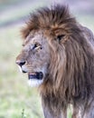 Lion - Dominant male in the Msai Mara in Kenya