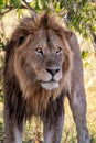 Lion - Dominant male in the Msai Mara in Kenya