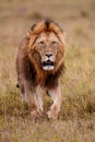 Lion - Dominant male in the Msai Mara in Kenya