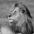 Lion - Dominant male in the Msai Mara in Kenya