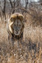 Lion - dominant male walking