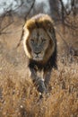 Lion - dominant male walking