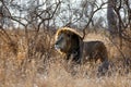 Lion - dominant male walking