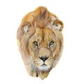 Lion drawn in watercolor on a white background Royalty Free Stock Photo