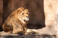 Lion in Dresden zoo