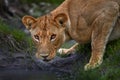 Lion drik water from the pond, Zambia. Close-up detail portrait of danger animal. Wild cat from Africa. Hotd day in nature,