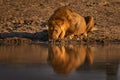 Lion drink water, Savuti, Chobe NP in Botswana. Hot season in Africa. African lion, male. Botswana wildlife. Young male near the
