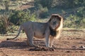 Lion drinking at dawn Royalty Free Stock Photo