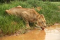 Lion drinking at water hole