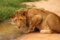 Lion drinking at water hole Royalty Free Stock Photo
