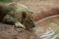 Lion drinking water