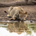 Lion drinking at a waterhole in Botswana
