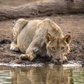Lion drinking at a waterhole in Botswana