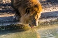 A lion drinks from a pond