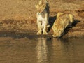 A lion drinks water from the mara river as its companions watch on