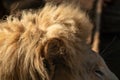 Lion ear with sunny fluffy mane fur close-up Royalty Free Stock Photo