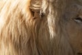 Lion ear with sunny fluffy mane fur close-up Royalty Free Stock Photo