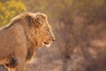 Lion in early morning sunlight in Kruger NP, South Africa