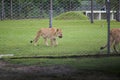 Lion Eating Behind Fence at Lion Country Safari