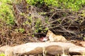 Lion Eating Impala Leg